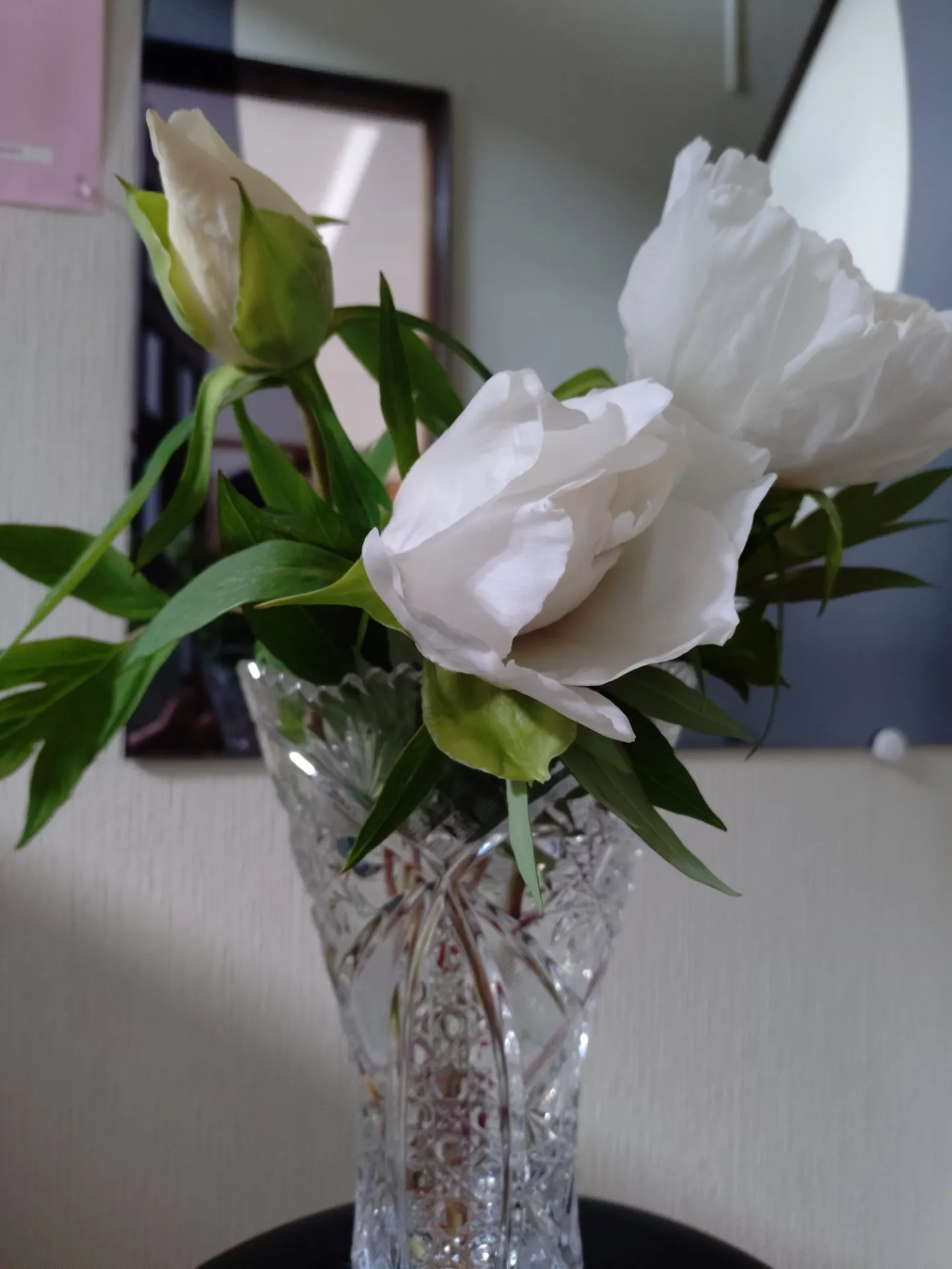 シャクヤクの花