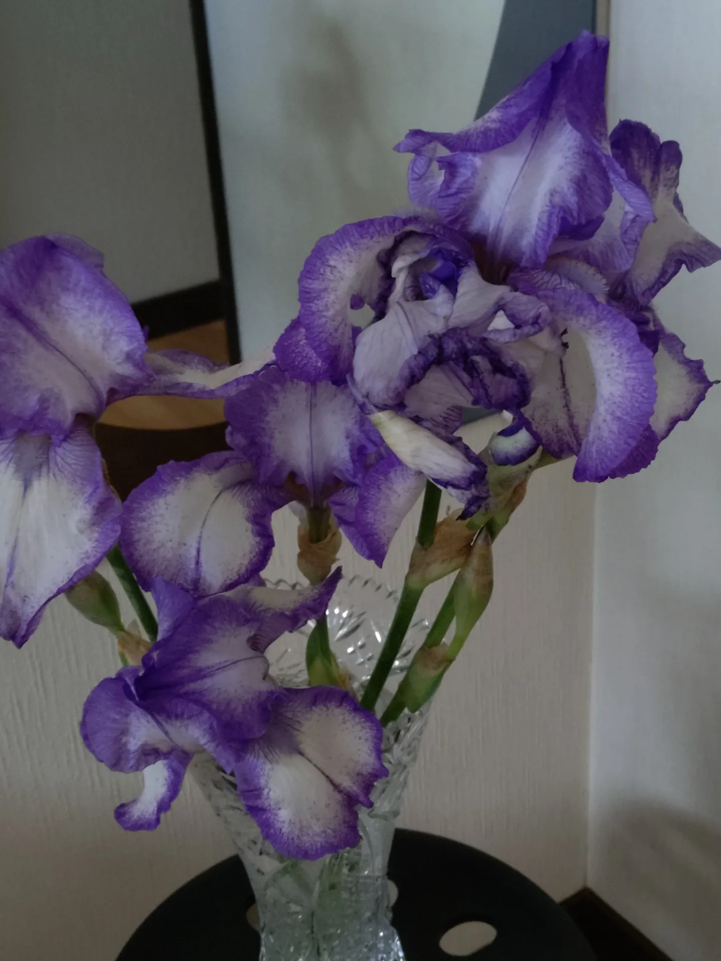 菖蒲の花