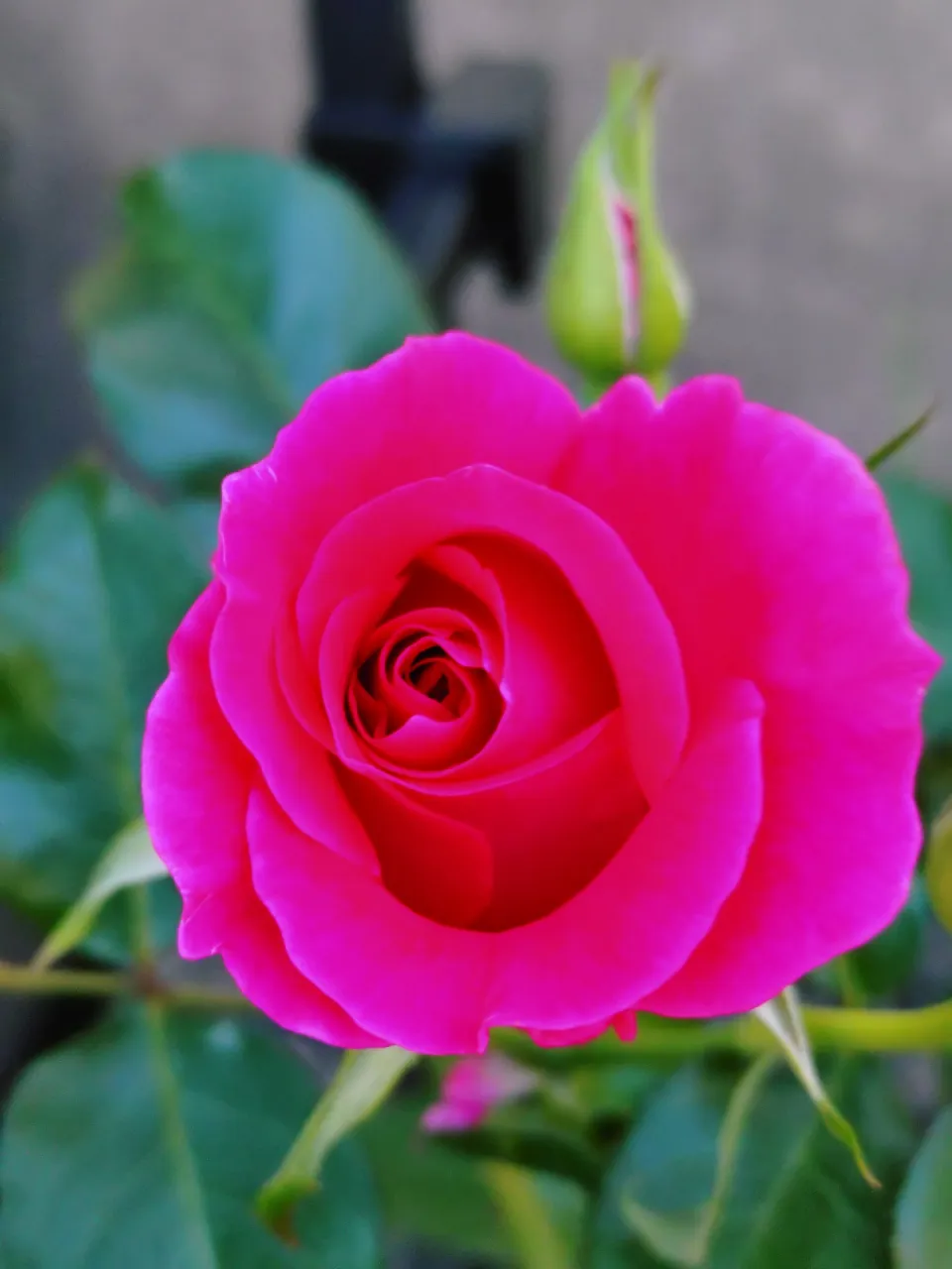 薔薇が咲いた♪　バラが咲いた♫